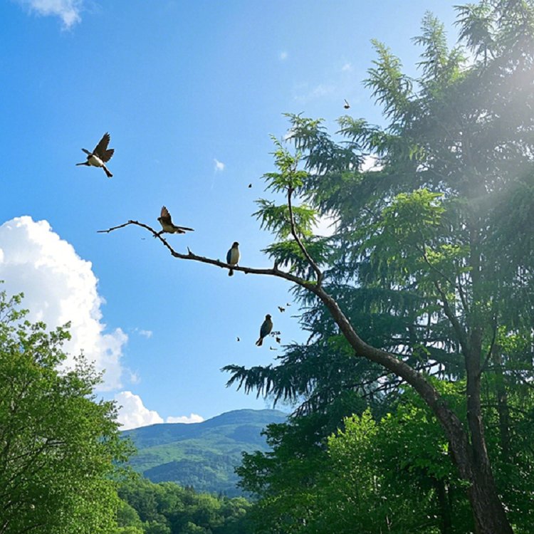 中景镜头